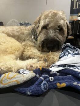 Baxter -  Wheaten Terrier Dog for Adoption in Greenlawn, New York - Baxter | PetCurious