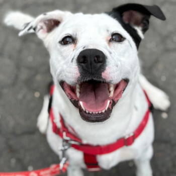 Rescue Terrier Dogs for Adoption in Bloomfield, Connecticut - Jolene | PetCurious