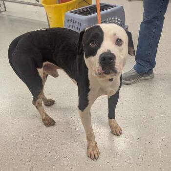 William -  Pit Bull Terrier Dog for Adoption in Indianapolis, Indiana - William | PetCurious