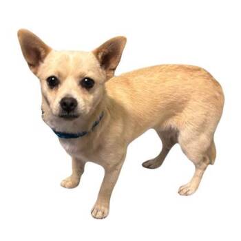 Ernie -  Chihuahua Dog for Adoption in Red Bluff, California - Ernie | PetCurious