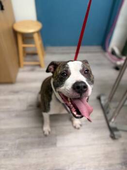 Enzo -  Pit Bull Terrier Dog for Adoption in Florence, Oregon - Enzo | PetCurious