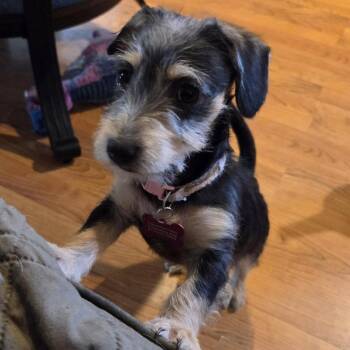 Mixed Breed Dogs Available for Adoption in Olathe, Kansas - Minnie Mouse | PetCurious