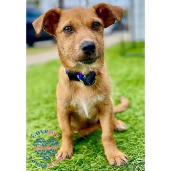 Border Terrier Dogs Available for Adoption - Gumdrop COH | PetCurious