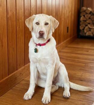 Great Pyrenees and Labrador Retriever Dogs Available for Adoption in North Prairie, Wisconsin - **BASIL** | PetCurious