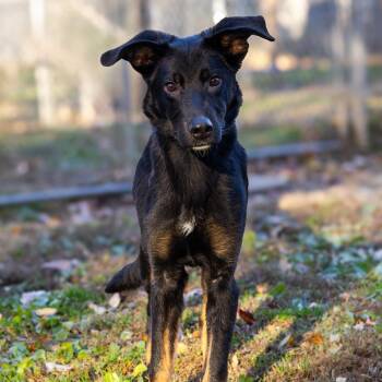 German Shepherd Dog and Bernese Mountain Dog Dogs Available for Adoption - Walter (FKA Bain) | PetCurious