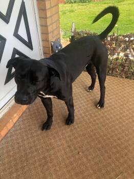 Rescue Rhodesian Ridgeback Dogs for Adoption in Rutherfordton, North Carolina - Juice & T-Bone | PetCurious