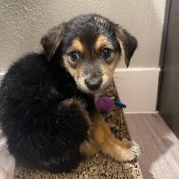 Hayburn -  Beauceron and Mixed Breed Dog for Adoption in Austin, Texas - Hayburn | PetCurious