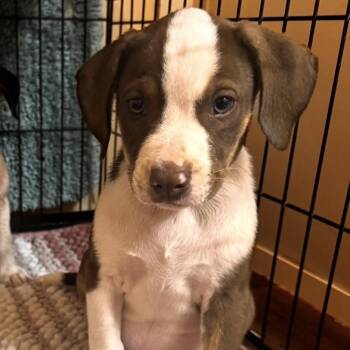 Cooper -  Mixed Breed Dog for Adoption in Buffalo, Minnesota - Cooper | PetCurious