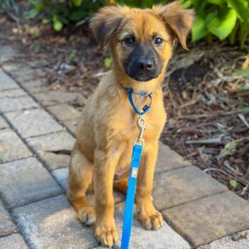 Shepherd Dogs Available for Adoption in Yaphank, New York - Mozart | PetCurious