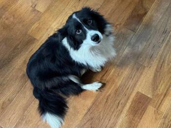 BANDIT - COURTESY LISTING -  Border Collie Dog for Adoption in Richmond, Virginia - BANDIT - COURTESY LISTING | PetCurious
