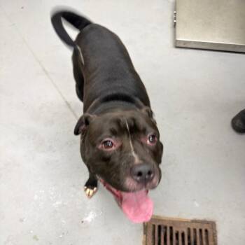 Deuce -  Mixed Breed Dog for Adoption in Columbus, Georgia - Deuce | PetCurious