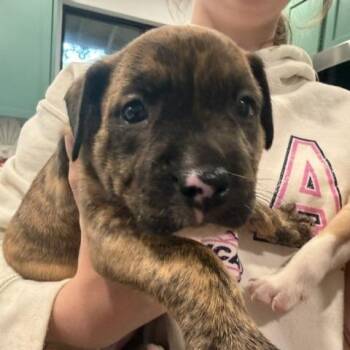 Genevieve -  German Shepherd Dog and Cattle Dog Dog for Adoption in Austin, Texas - Genevieve | PetCurious