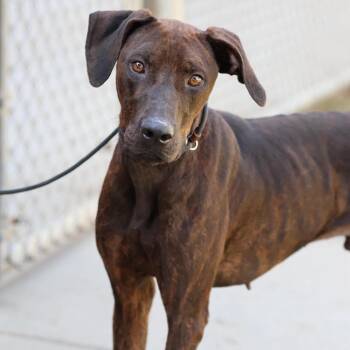 Hunter -  Mixed Breed Dog for Adoption in San Francisco, California - Hunter | PetCurious