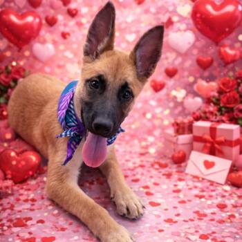 Belgian Shepherd Malinois Dogs Available for Adoption - Luna | PetCurious
