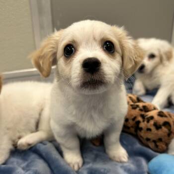 Annie -  Mixed Breed Dog for Adoption in Oak Brook, Illinois - Annie | PetCurious