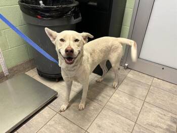 Rescue Labrador Retriever and Mixed Breed Dogs for Adoption in Grand Prairie, Texas - KIRA | PetCurious
