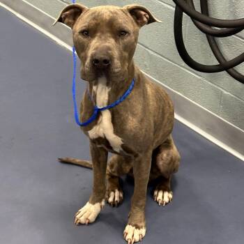Pit Bull Terrier Dogs Available for Adoption in Greensboro, North Carolina - Car Wash | PetCurious
