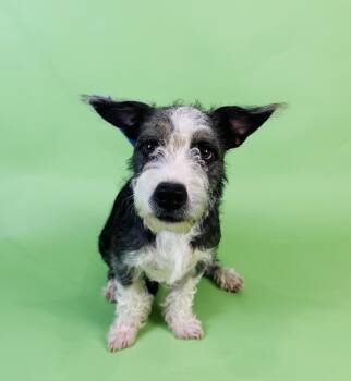 Blakly -  Yorkshire Terrier and Bull Terrier Dog for Adoption in Alvin, Texas - Blakly | PetCurious