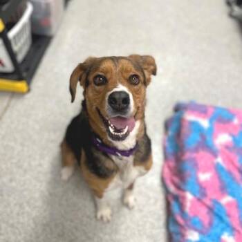 Shepherd and Mixed Breed Dogs Available for Adoption - Willow | PetCurious