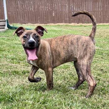 Liberty Belle -  Mixed Breed Dog for Adoption in Pataskala, Ohio - Liberty Belle | PetCurious