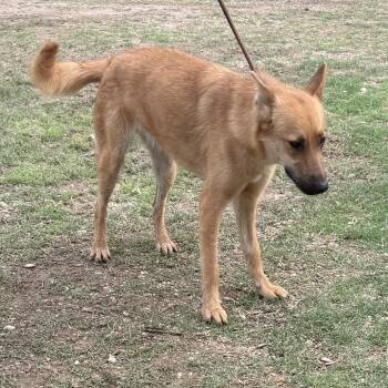Shepherd and Mixed Breed Dogs Available for Adoption - Paulina | PetCurious