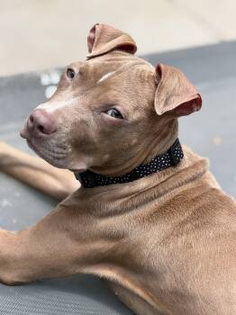 Viola -  Pit Bull Terrier Dog for Adoption in Fredericksburg, Virginia - Viola | PetCurious