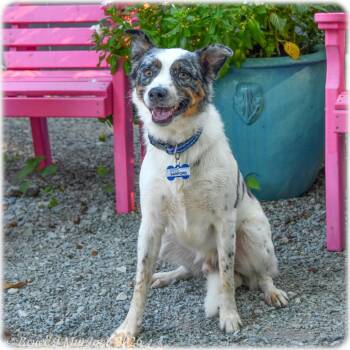 Sanford -  Australian Shepherd Dog for Adoption in Wake Forest, North Carolina - Sanford | PetCurious