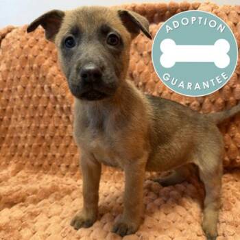 Princess Aurora -  Mixed Breed Dog for Adoption in Janesville, Wisconsin - Princess Aurora | PetCurious