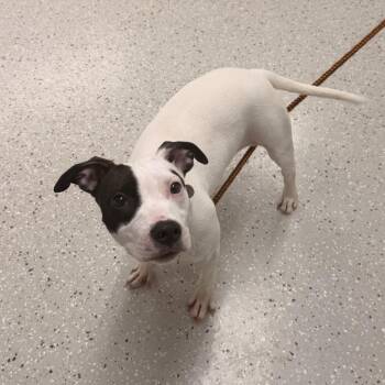 Pit Bull Terrier Dogs Available for Adoption - Checkers | PetCurious