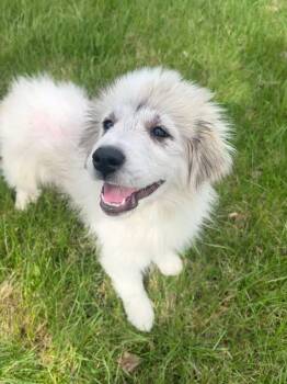 Great Pyrenees Dogs Available for Adoption in Germantown, Ohio - Holland Tulip | PetCurious