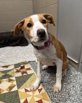 Mirabelle -  Hound Dog for Adoption in Liverpool, New York - Mirabelle | PetCurious