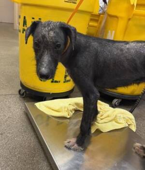 Mrs. Awesome -  Mixed Breed Dog Available for Adoption in Honolulu, Hawaii - Mrs. Awesome | PetCurious