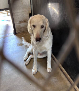 Rescue Labrador Retriever Dogs for Adoption in Broomfield, Colorado - Yeremeyev / Rufus | PetCurious