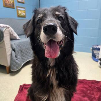 Chloe -  Flat Coated Retriever and Border Collie Dog for Adoption in Windsor, Virginia - Chloe | PetCurious