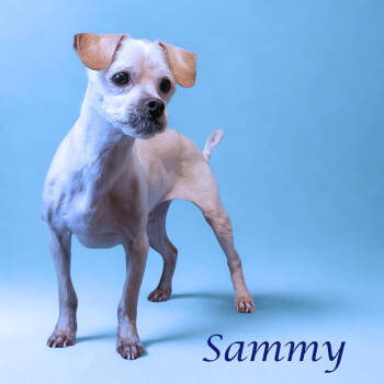 Rescue Shih Tzu Dogs for Adoption in Lebanon, Tennessee - Sammy D15-153 | PetCurious