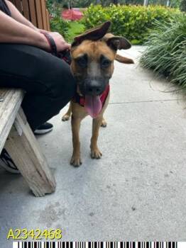 LINK -  Mixed Breed Dog for Adoption in West Palm Beach, Florida - LINK | PetCurious