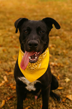 Rescue Labrador Retriever Dogs for Adoption in Dickson, Tennessee - Gatsby | PetCurious