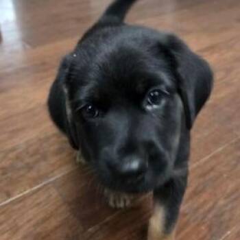 Frenchie -  Miniature Schnauzer and Terrier Dog for Adoption in Liverpool, Texas - Frenchie | PetCurious