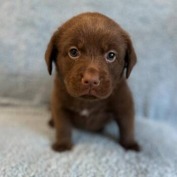 Hanes -  Chocolate Labrador Retriever and Mixed Breed Dog for Adoption in St. Peters, Missouri - Hanes | PetCurious