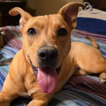 Mixed Breed Dogs Available for Adoption in Fredericksburg, Virginia - Lizzy | PetCurious