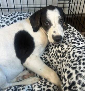 Annie -  German Shorthaired Pointer and Mixed Breed Dog for Adoption in Palm Coast, Florida - Annie | PetCurious