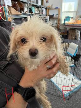 Maltese and Yorkshire Terrier Dogs Available for Adoption - Tofu | PetCurious