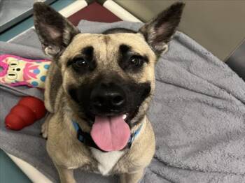 Rescue German Shepherd Dog and Mixed Breed Dogs for Adoption in Hayward, California - MAPLE | PetCurious