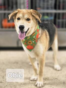 Rescue German Shepherd Dog Dogs for Adoption in Walthill, Nebraska - Obie | PetCurious