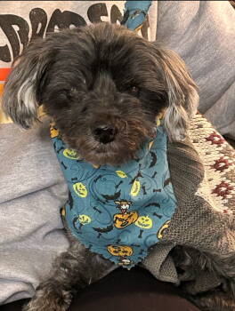 Rescue Shih Tzu and Poodle Dogs for Adoption in Cuyahoga Falls, Ohio - Leo | PetCurious