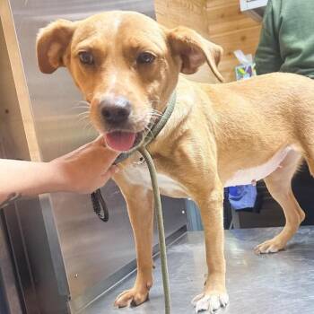 Lou Lou -  Mixed Breed Dog for Adoption in Groveland, Massachusetts - Lou Lou | PetCurious