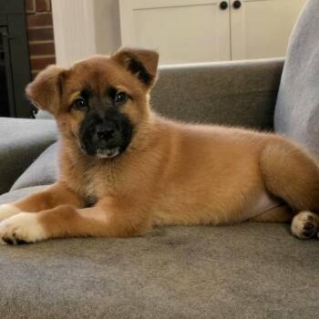 Australian Shepherd and Border Collie Dogs Available for Adoption - Cute Clementine | PetCurious