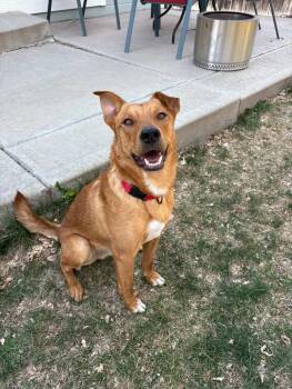 Shepherd Dogs Available for Adoption in Denver, Colorado - Kringle | PetCurious