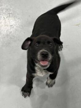 Rescue Australian Cattle Dog Blue Heeler and Boxer Dogs for Adoption in Brunswick, Ohio - Bugsy | PetCurious