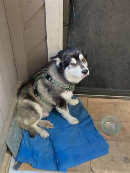 Siberian Husky Dogs Available for Adoption - NEWTON | PetCurious